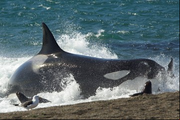 Cómo es la experiencia de viajar a Península Valdés en busca de orcas