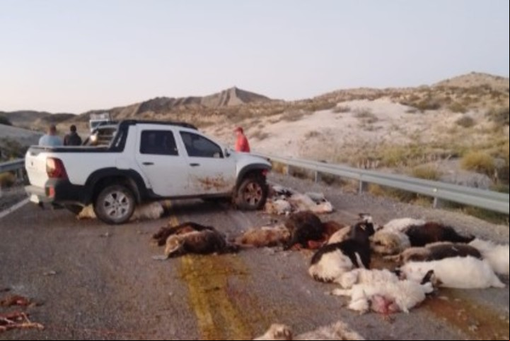 Matanza de chivos por un choque en Neuquén. Foto Facebook Juan Carlos Parada.