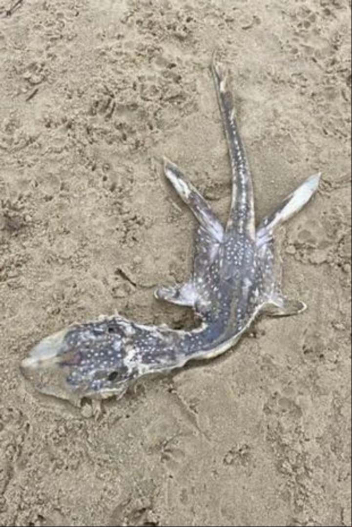 Una misteriosa criatura marina apareció muerta el año pasado en una playa de Dorset en el Reino Unido. Captura Reddit