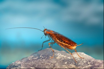 En dónde aparecen más cucarachas, según la ciencia