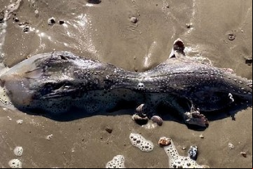 "Parece extraterrestre": encuentra en la playa una extraña criatura que desconcierta a los científicos