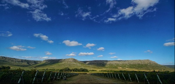 El boom de los vinos bonaerenses: dónde se producen los mejores