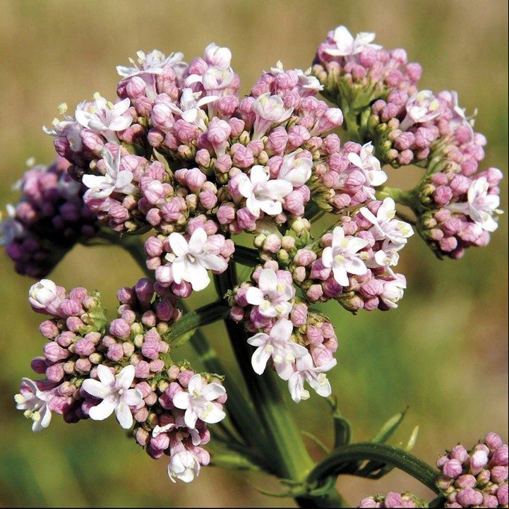 La valeriana es considerada una planta medicinal.