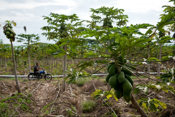 Las propiedades de la papaya se encuentran principalmente en sus hojas. Foto: AFP.