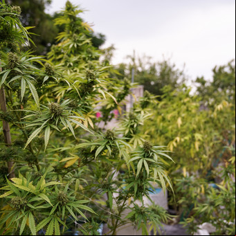 Del prensado a las flores "cool": advierten que por el autocultivo se reactivó el mercado de la marihuana