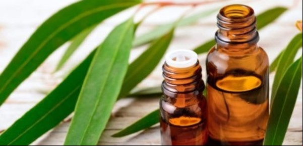 Cómo utilizar el aceite de eucalipto para la tos y el resfriado