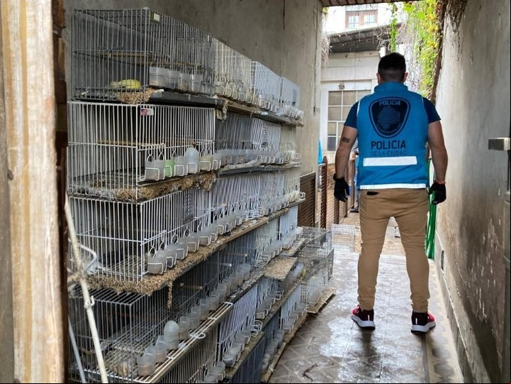 Las aves estaban en sus jaulas desde hacía varios días.