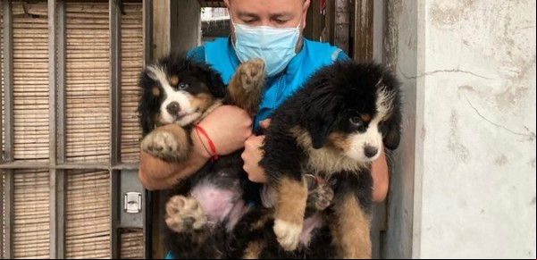 Pompeya: 17 perros hacinados y más de 50 aves muertas en un criadero ilegal