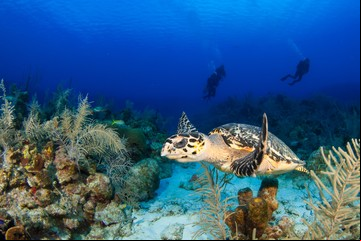 Los mejores lugares para hacer buceo en México
