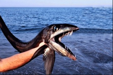 Aparecen peces caníbales con dientes como dagas en la costa: temor y desconcierto en los expertos