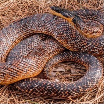 "Extraña criatura": Cómo es la serpiente rata recién descubierta que asombra a la ciencia