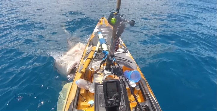 El tiburón tigre saltó del agua y atacó la embarcación del pescador en Hawái. Captura YouTube