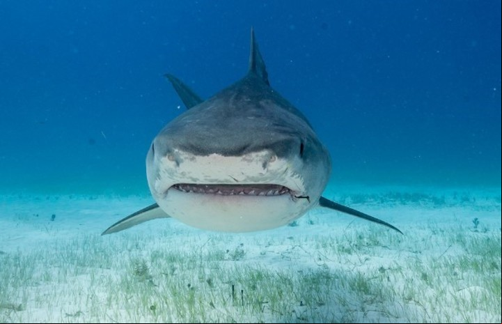 El Tiburón Tigre puede pesar más de 850 kilos.