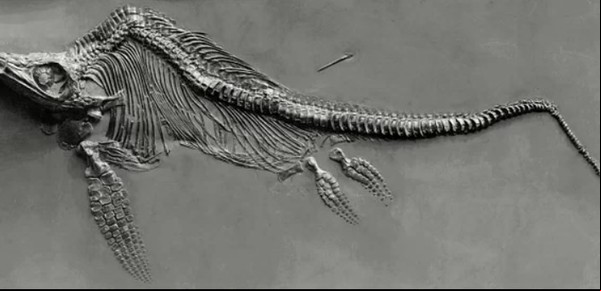 Hallan restos de un dinosaurio marino en el Himalaya