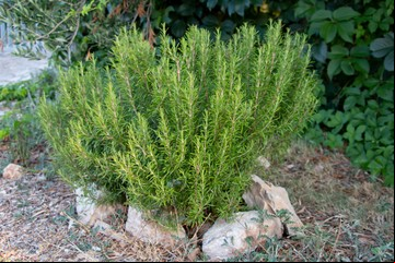 El secreto de los jardineros: este es el mejor momento para podar una planta de romero según los expertos