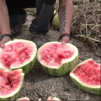 Regala 100.000 kilos de sandías porque nadie se las compra