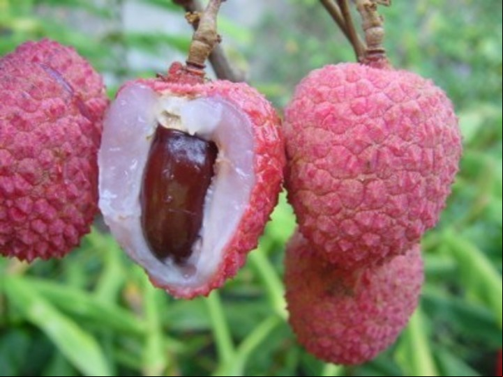El lichi es originario de China pero ya se cultiva en países de América Latina.