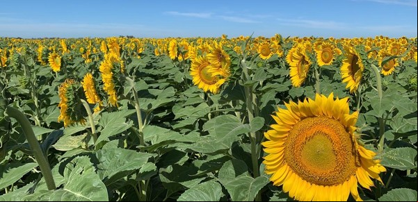 Tensión cambiaria: amplían el alcance del dólar soja al sorgo, la cebada y el girasol