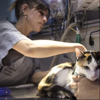 Atención veterinaria gratis: dónde vacunar, castrar y hacer revisar a tu mascota sin pagar