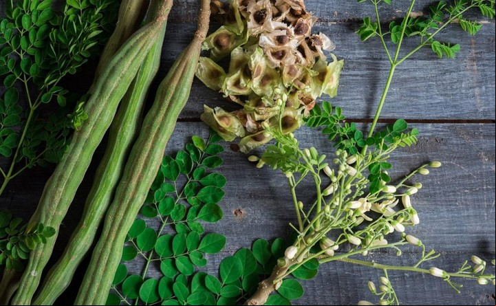 La moringa o "planta milagrosa" es considerada un superalimento para la salud..