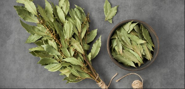 Qué significa que te regalen una hoja de laurel, según la espiritualidad
