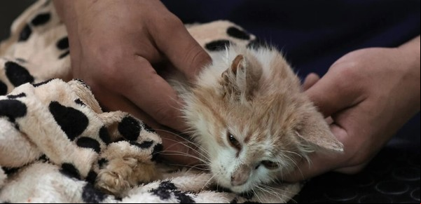 En Chipre apareció un Covid felino que ya mató a 300.000 gatos