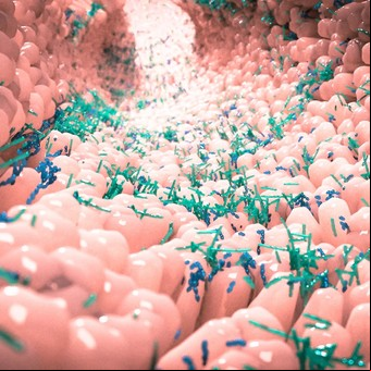 Microbiota intestinal: 8 factores que la afectan y qué comer para mantenerla sana