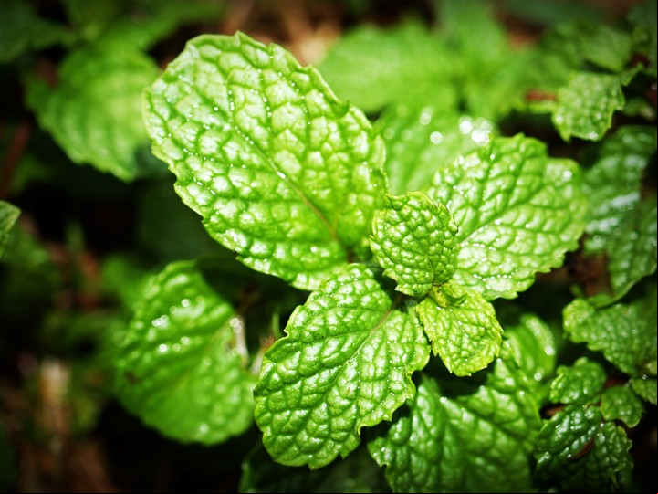 Cultivar menta es muy sencillo.