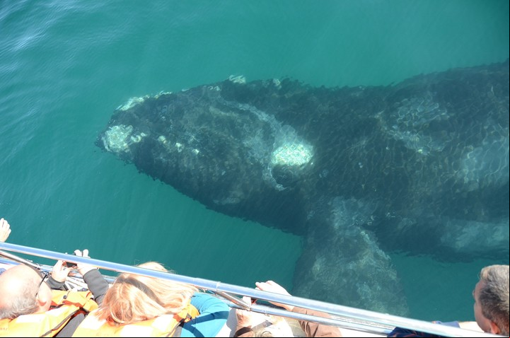 La temporada de ballenas francas australes es de junio a diciembre. Foto Ente de Turismo Puerto Madryn