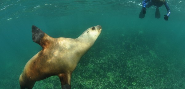 Gripe aviar: en Puerto Madryn aseguran que no hay riesgos para sus animales "estrella"