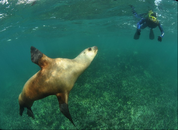 El snorkeling con lobos marinos, una actividad que se puede hacer todo el año en Punta Loma. Ente de Turismo Puerto Madryn