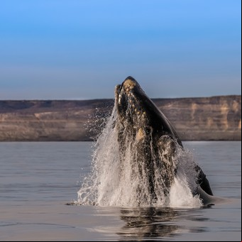 Puerto Madryn en invierno: cómo son y cuánto cuestan los avistajes de ballenas