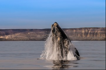 Puerto Madryn en invierno: cómo son y cuánto cuestan los avistajes de ballenas