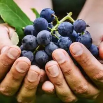 La milenaria fruta que previene la anemia, combate el cansancio y ayuda a la visión