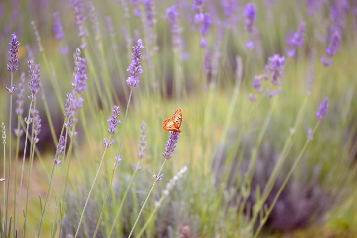 La lavanda es una planta que atrae mariposas y abejas. Foto Islavanda