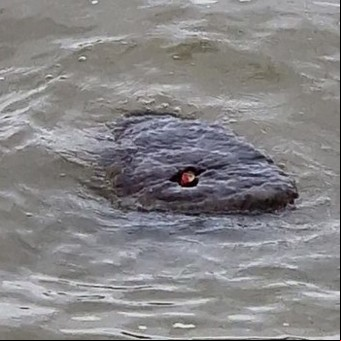 Apareció un aterrador monstruo de ojos rojos en el río Támesis