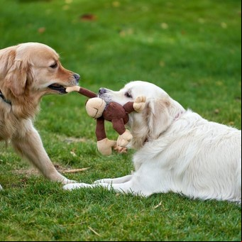 Cuáles son los alimentos peligrosos para los perros