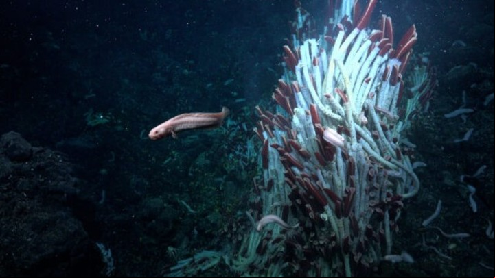 Eelpout nada junto a una torre de gusanos tubulares (ROV SuBastian/Schmidt Ocean Institute/CC BY-NC-SA).