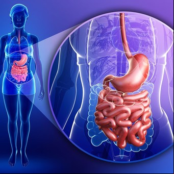 Cuál es la vitamina que beneficia el sistema digestivo
