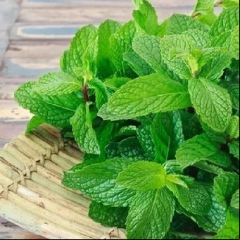 La planta que previene la indigestión, inflamaciones del hígado y alivia mareos
