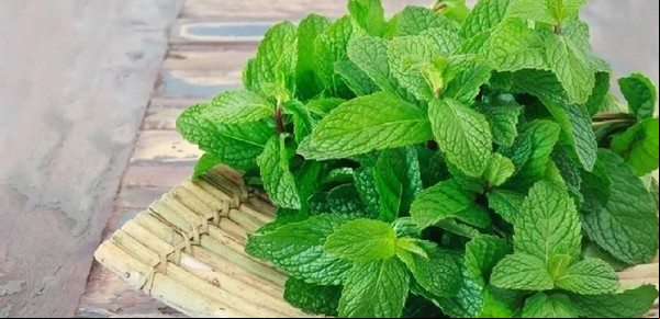 La planta que previene la indigestión, inflamaciones del hígado y alivia mareos