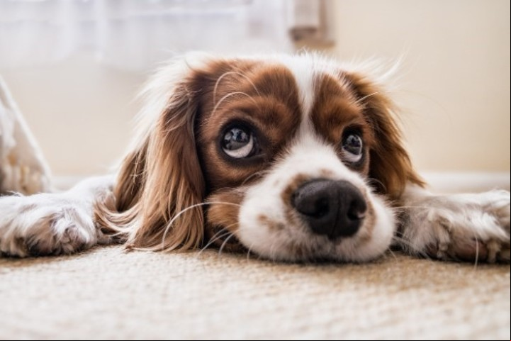 Aseguran que enfermedades de las mascotas pueden alertar sobre padecimientos futuros de los humanos. Foto: Pixabay.