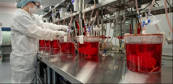 Los riñones de cerdo funcionan eficazmente en dos pacientes con muerte cerebral