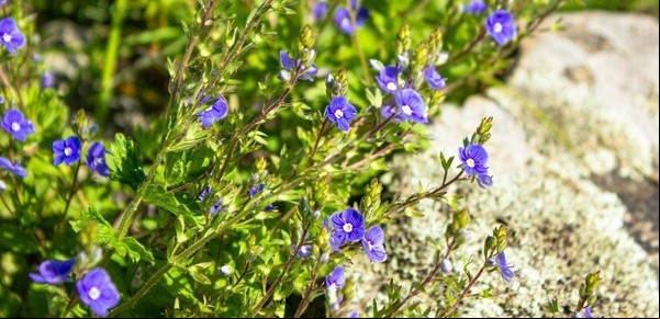 Té de Escutelaria: para qué sirve y cuáles sus maravillosos beneficios para la salud
