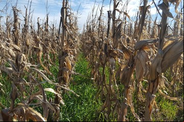 Agricultura regenerativa corporativa: ¿Compromiso sostenible o riesgo de greenwashing?