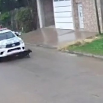Sobreseyeron a tres policías que atropellaron y mataron a un perro en Corrientes: el insólito argumento del fallo