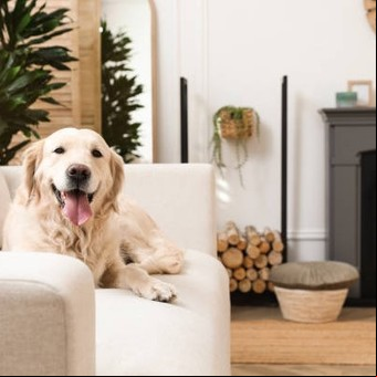 ¿Cuánto tiempo recuerda un perro a su dueño según la ciencia? 