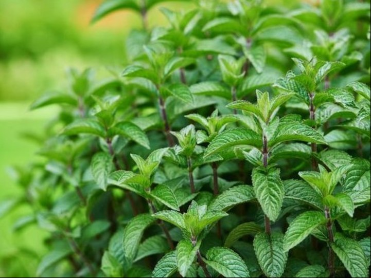 La menta tiene niveles altos en vitaminas y minerales. Foto: iStock.