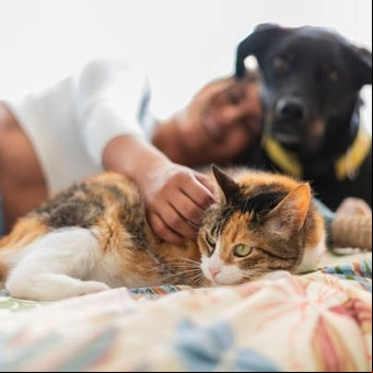 Perros y gatos, ¿pueden ver en la oscuridad?