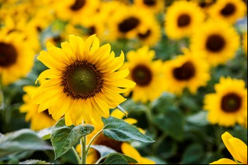 Los precios del girasol suben pero las estimaciones de producción local bajan